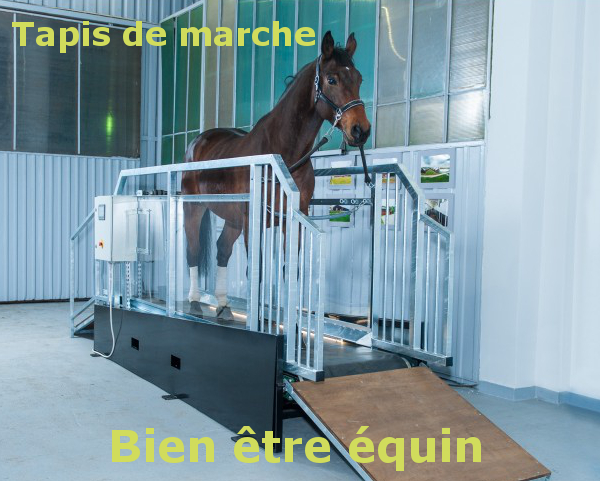 bien être du cheva tapis de marche pour chevaux